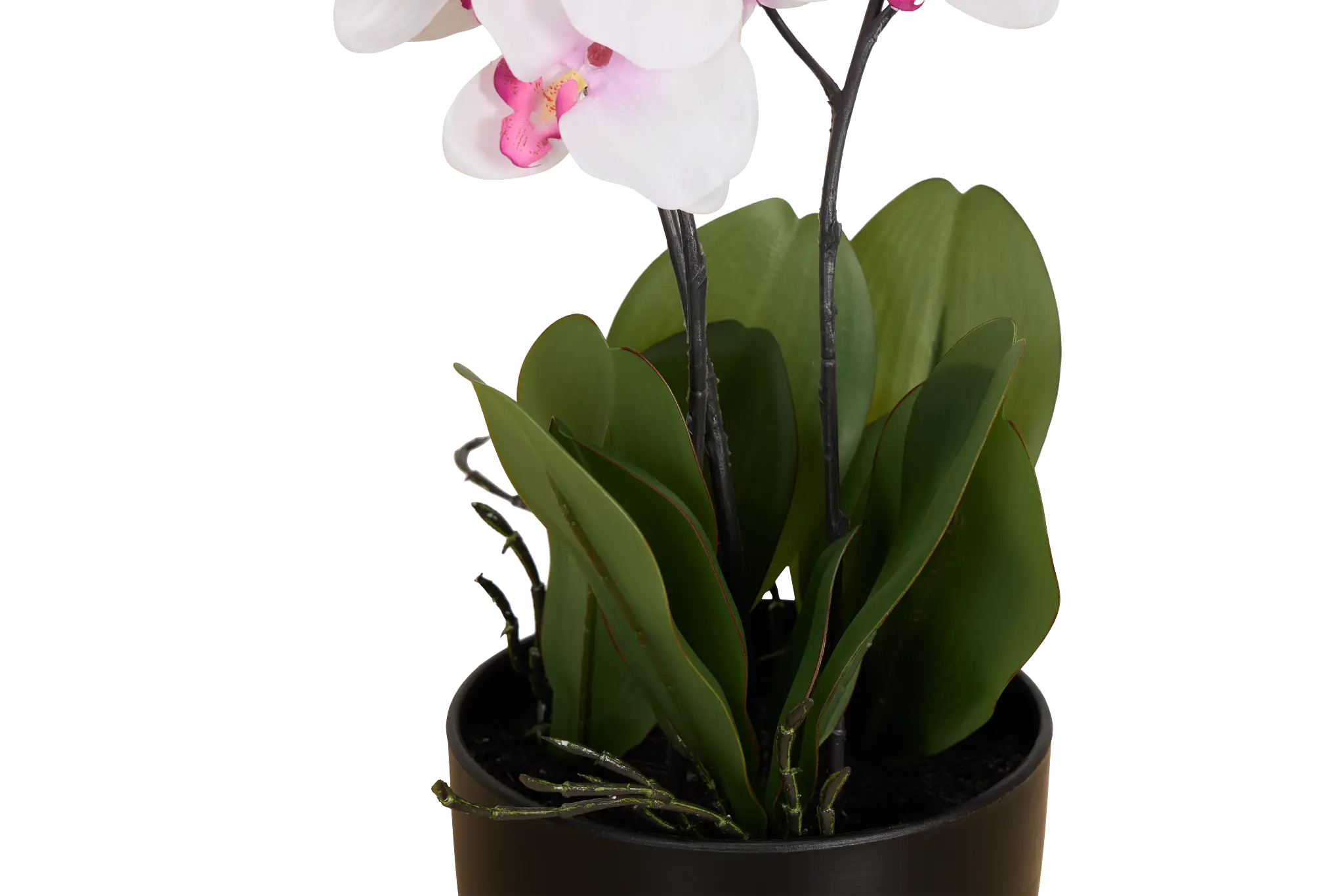 Orchid 7.5" White Floral Arrangement Orchid 7.5" White Floral Arrangement