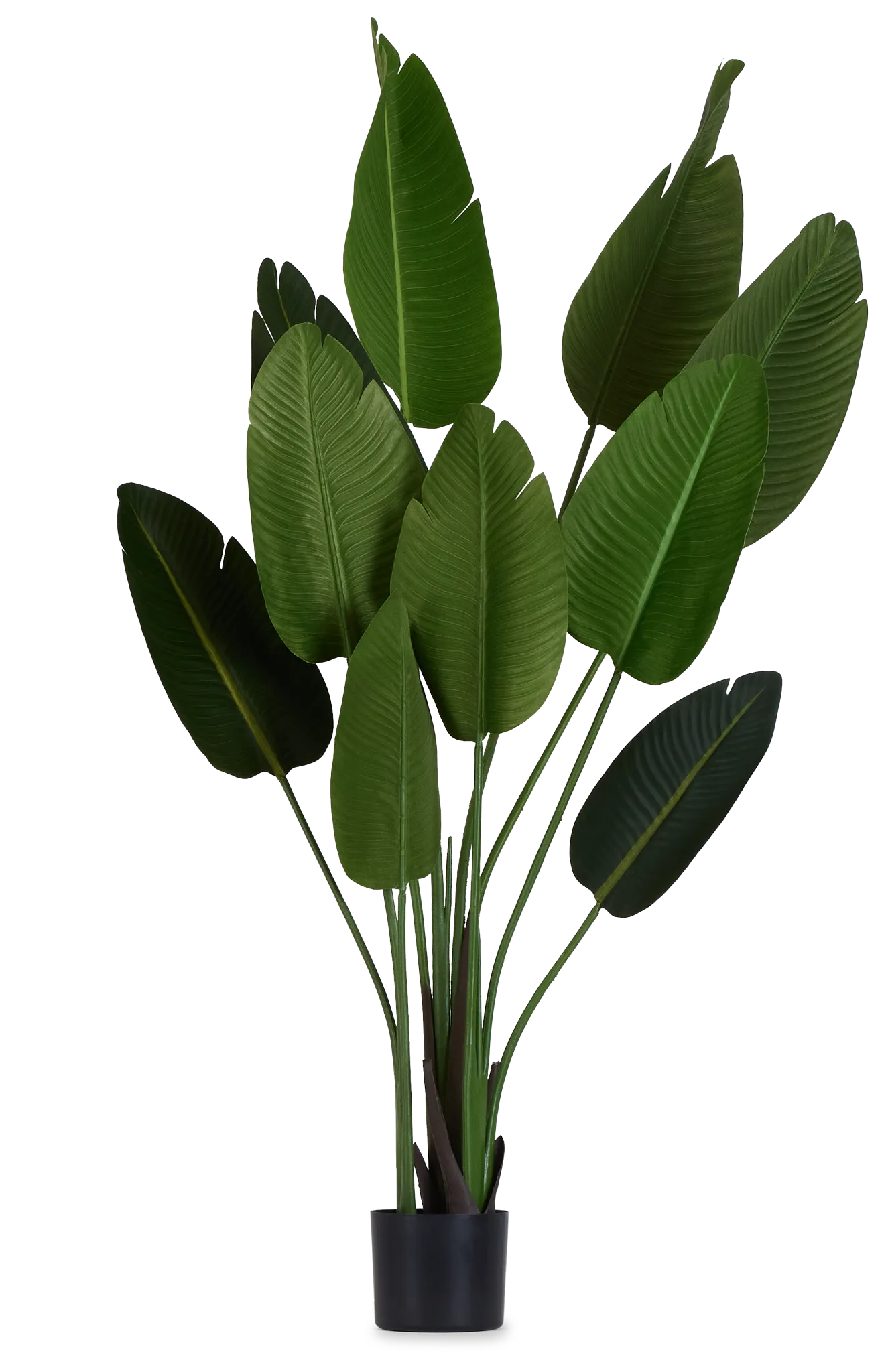 Birds Of Paradise 62" Palm