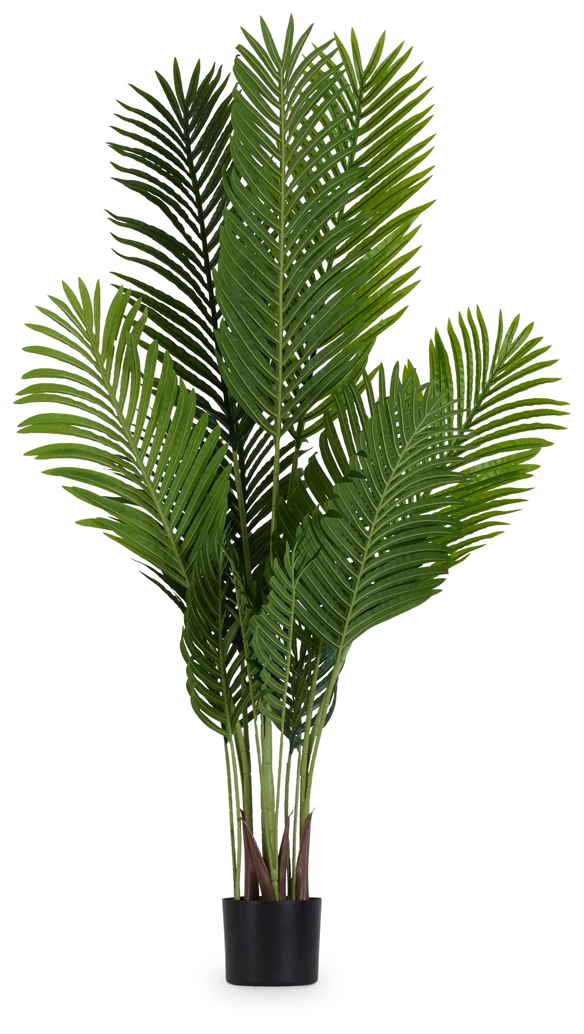 Areca 57" Palm