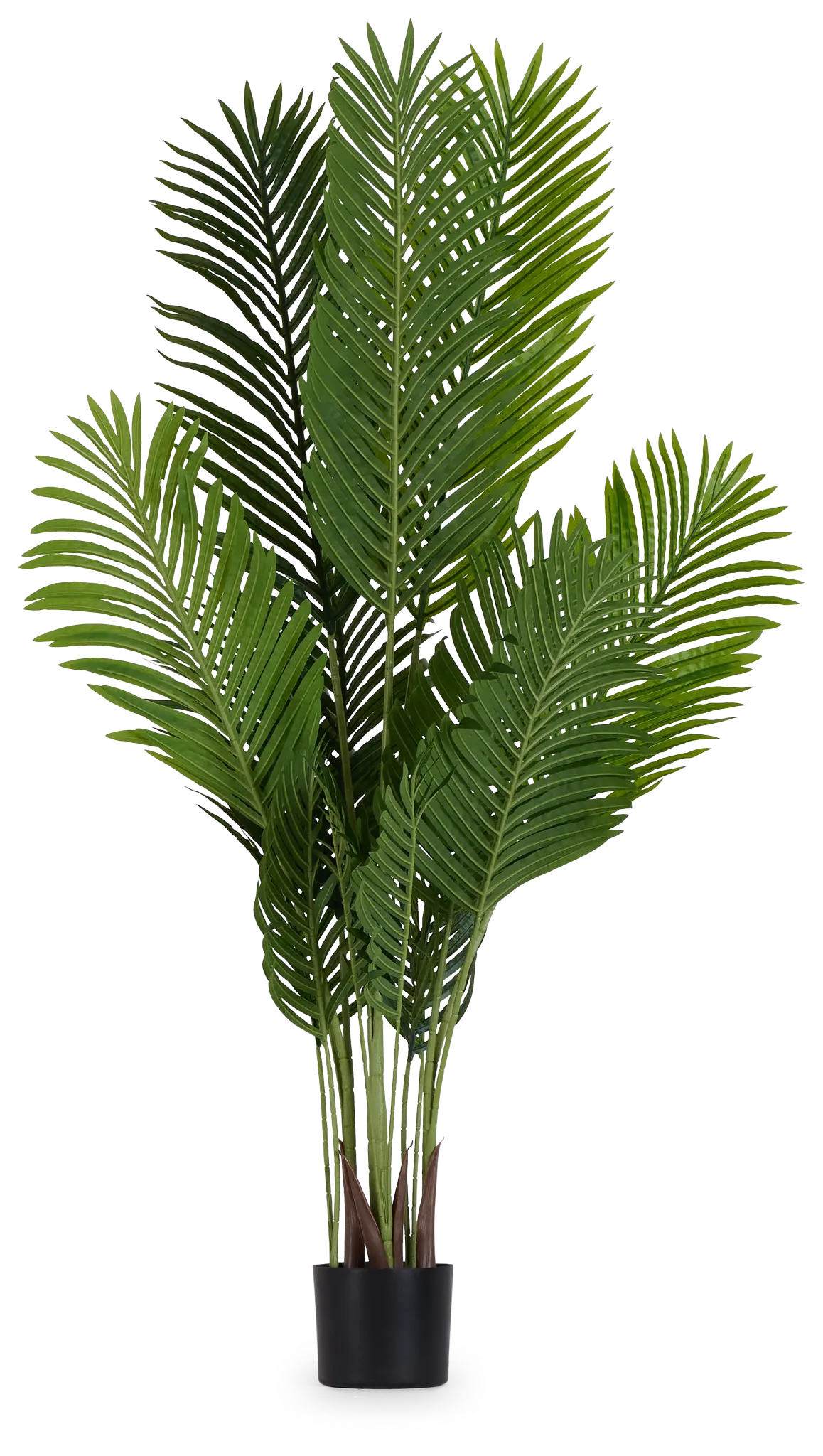 Areca 57" Palm Areca 57" Palm