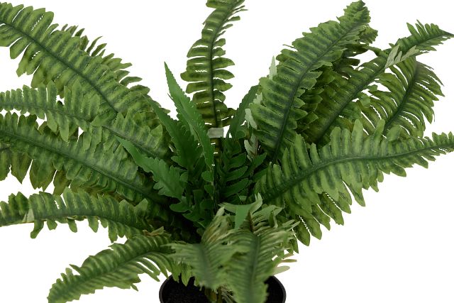 Boston Fern 20" Greenery