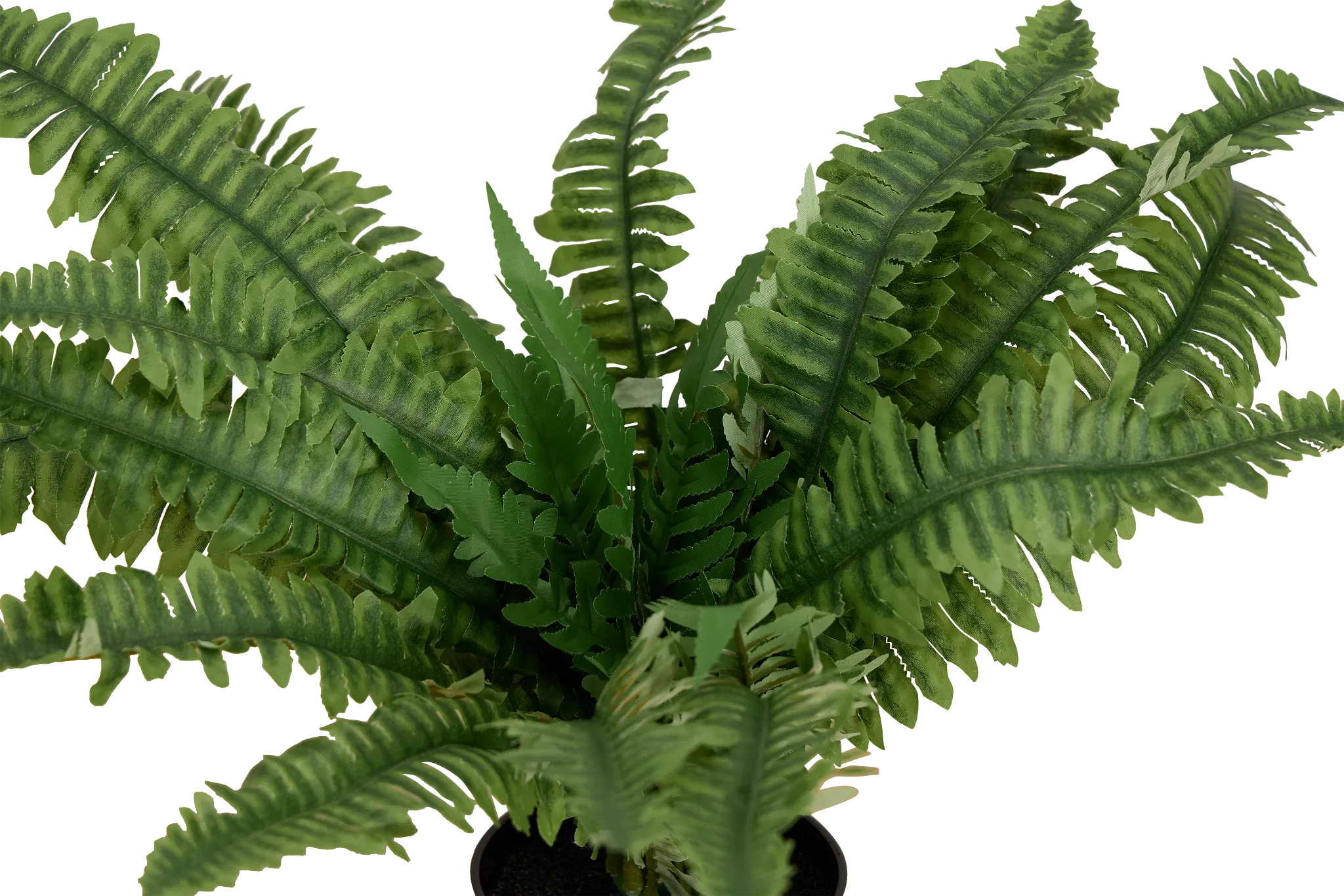 Boston Fern 20" Greenery