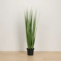 Lemon 3' Grass