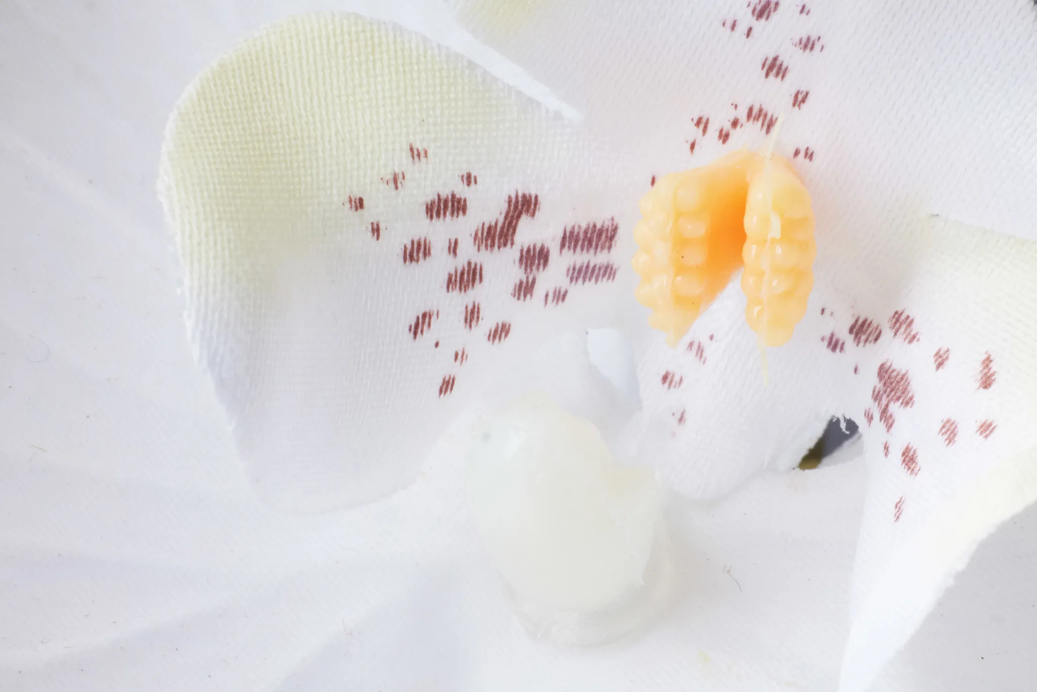 Potted Silver 18" Orchid