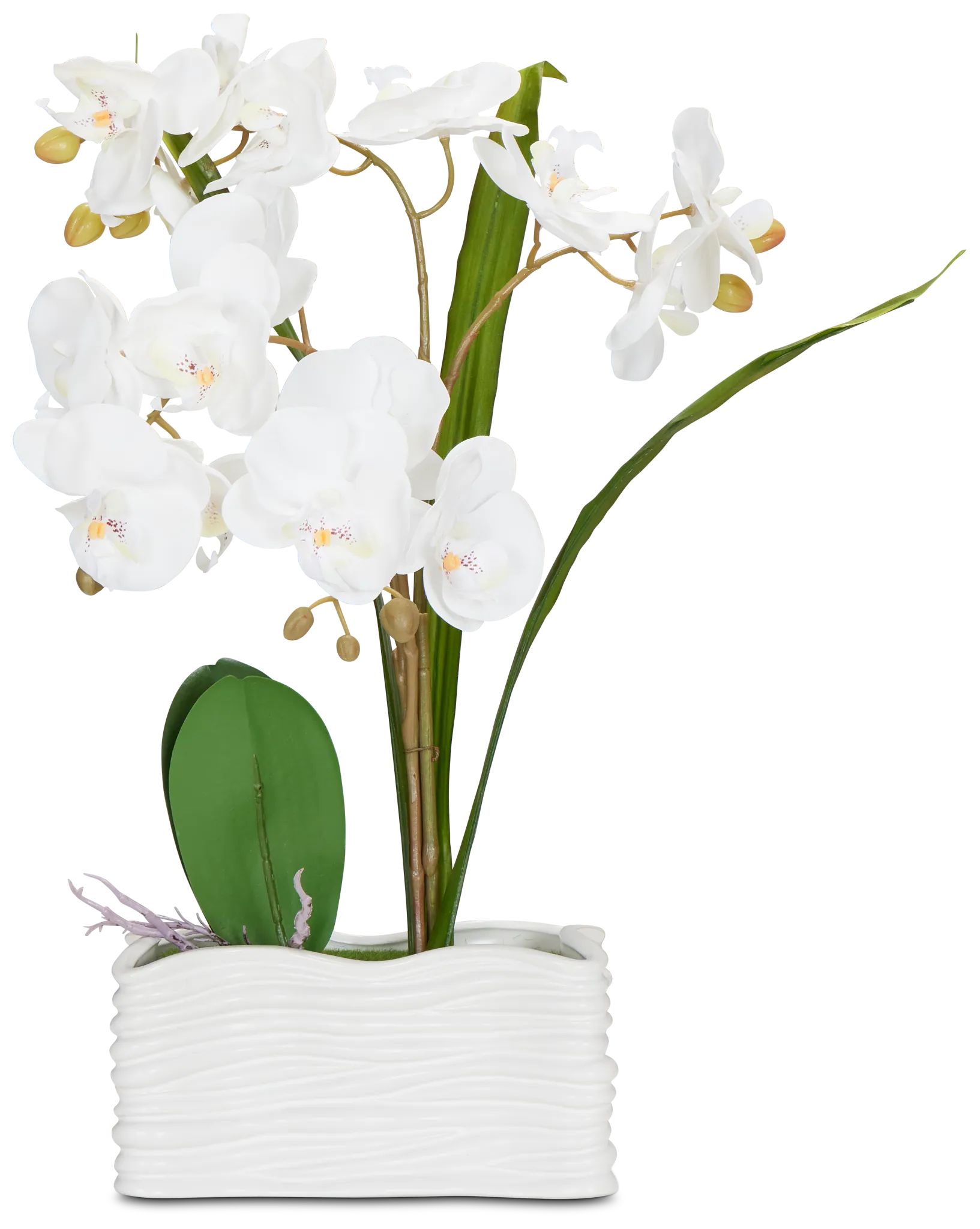 Potted Silver 18" Orchid