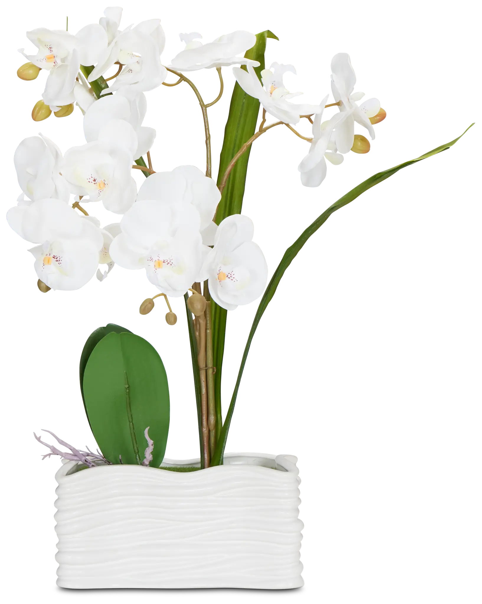 Potted Silver 18" Orchid Potted Silver 18" Orchid