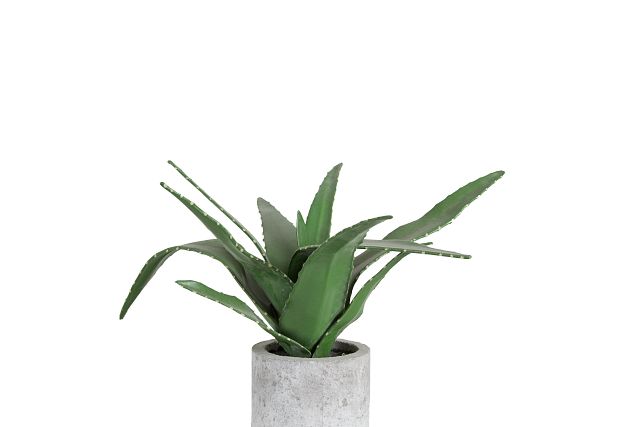 Agave Succulent
