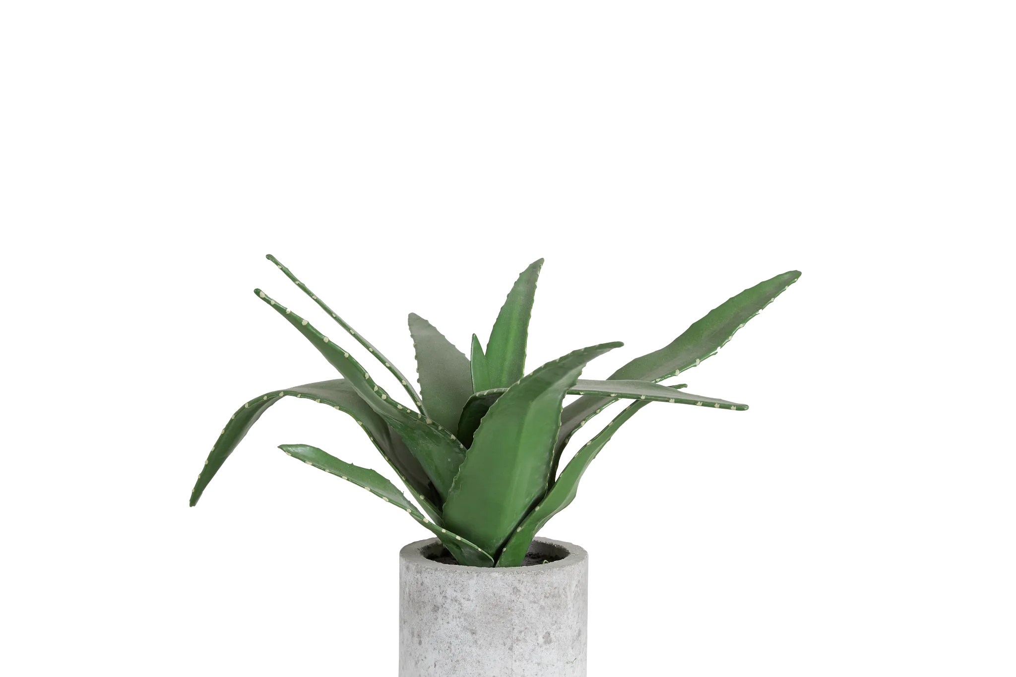 Agave Succulent