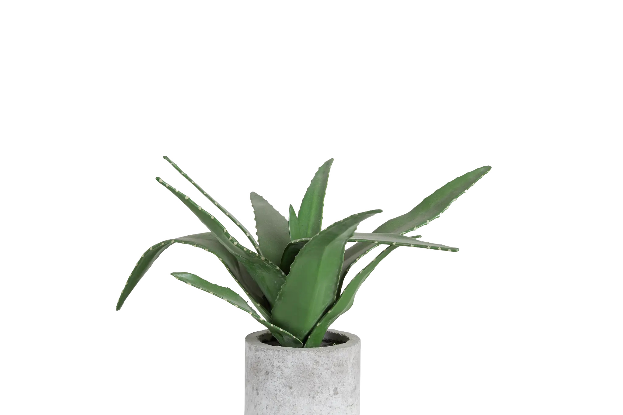 Agave Succulent Agave Succulent