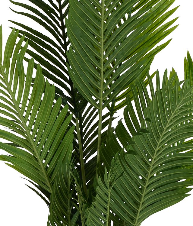 Areca 57" Palm (1)