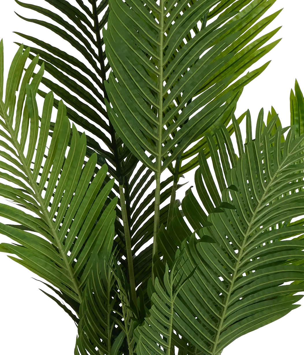 Areca 57" Palm