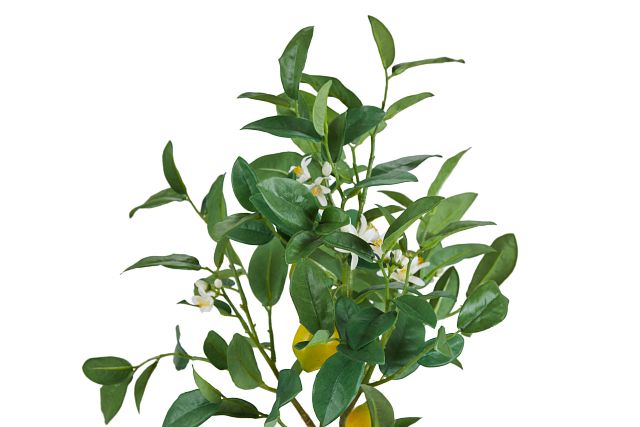 Lemon Tree