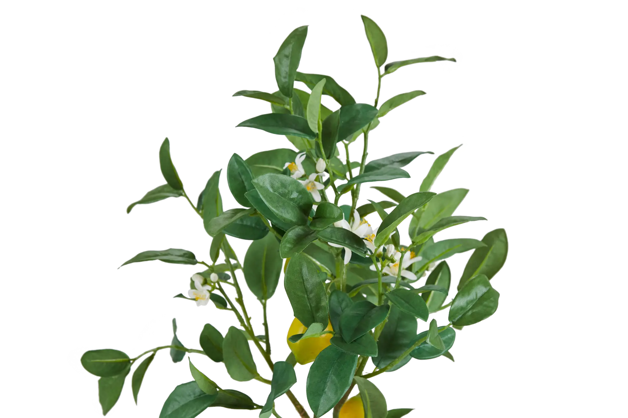 Lemon Tree Lemon Tree