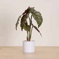 Begonia Greenery
