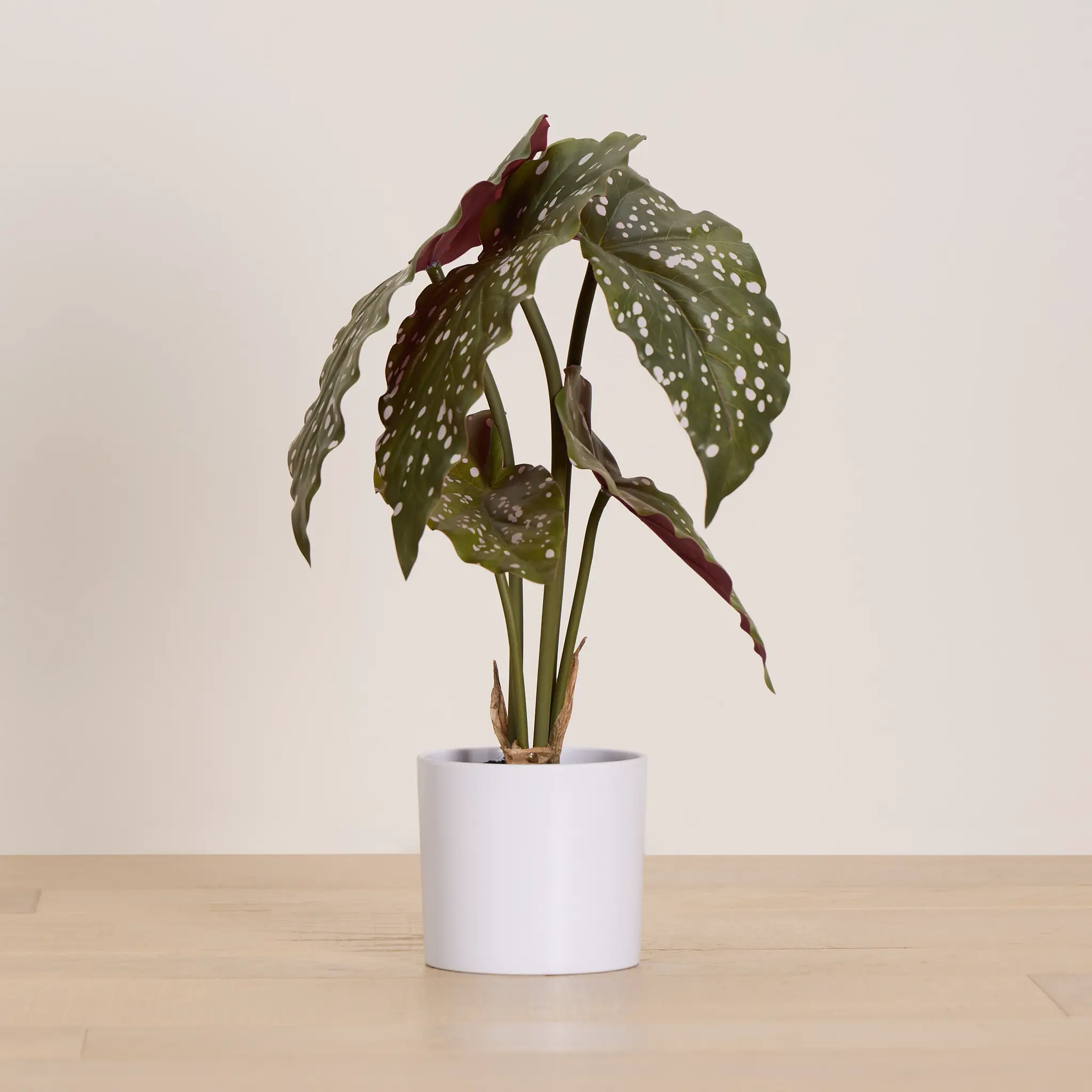 Begonia Greenery Begonia Greenery