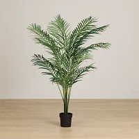 Areca Palm 6' Tree