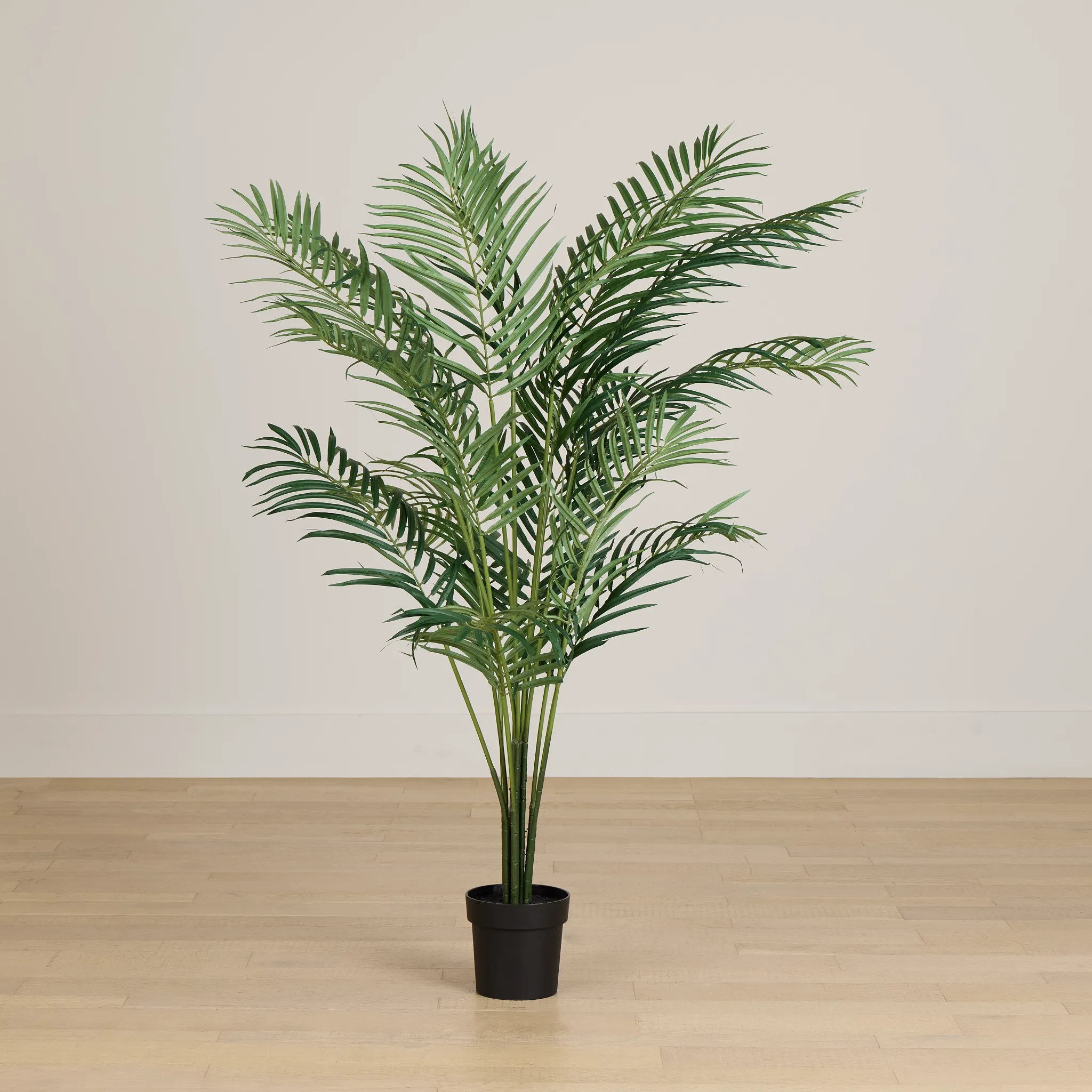 Areca Palm 6' Tree