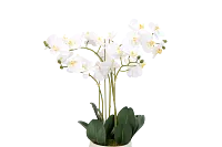Orchid White 23" Floral Arrangement
