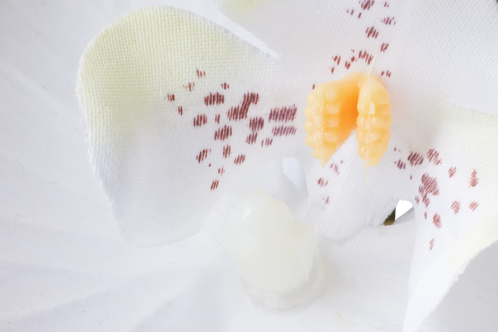 Potted Silver 18" Orchid