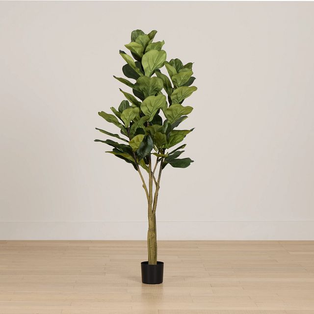 Maeve 6.5' Fiddle Fig Tree