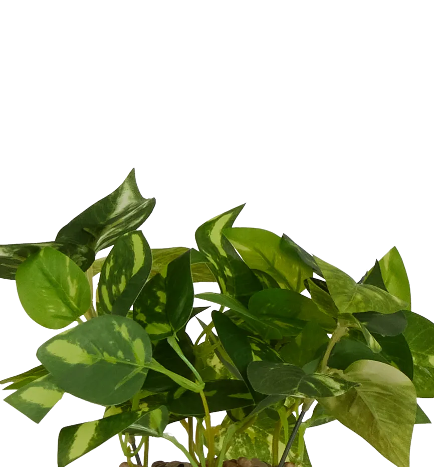 Potato Leaf 11" Greenery