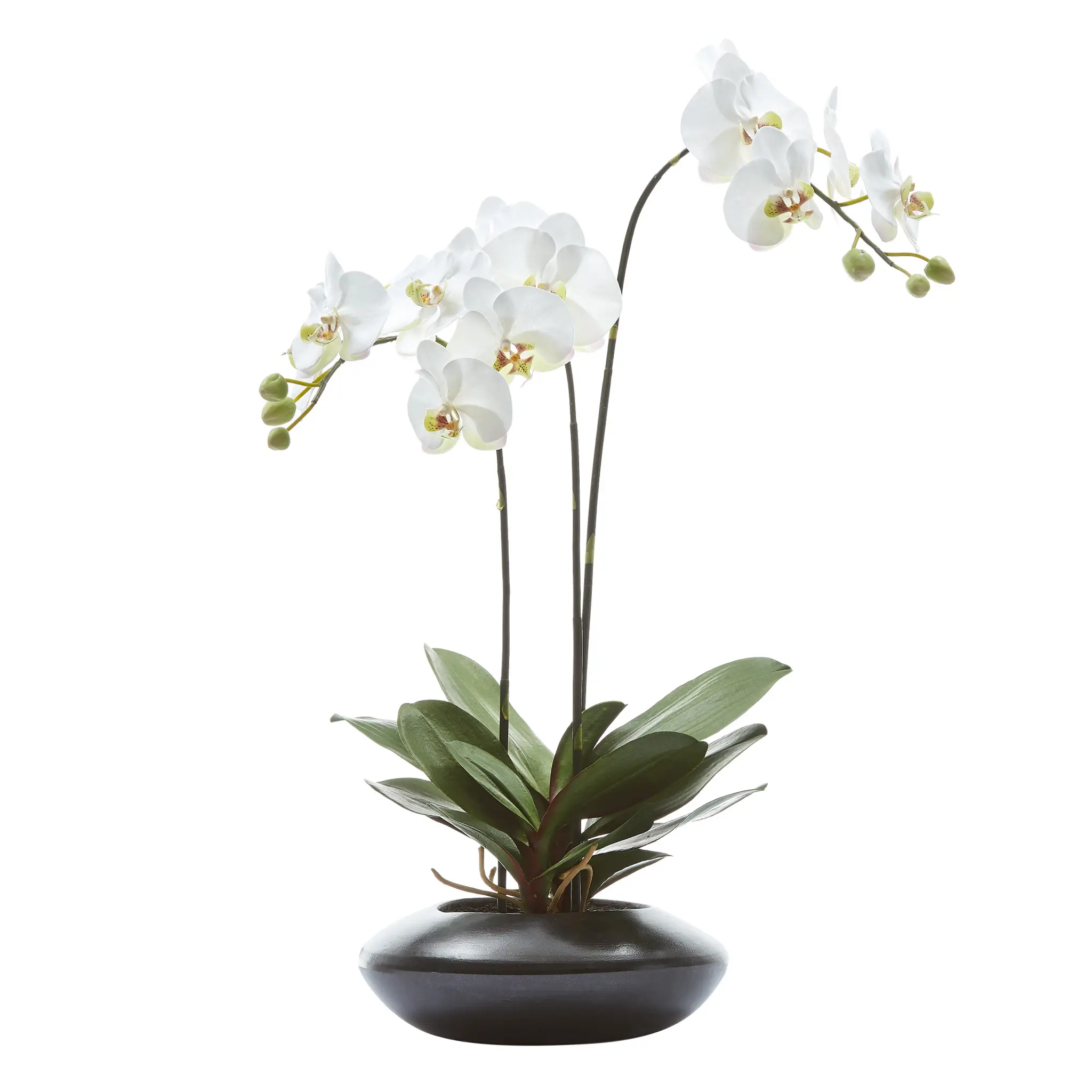 Phalaenopsis White 31" Orchid Phalaenopsis White 31" Orchid