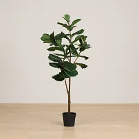 Ficus Lyrata 6' Green Tree