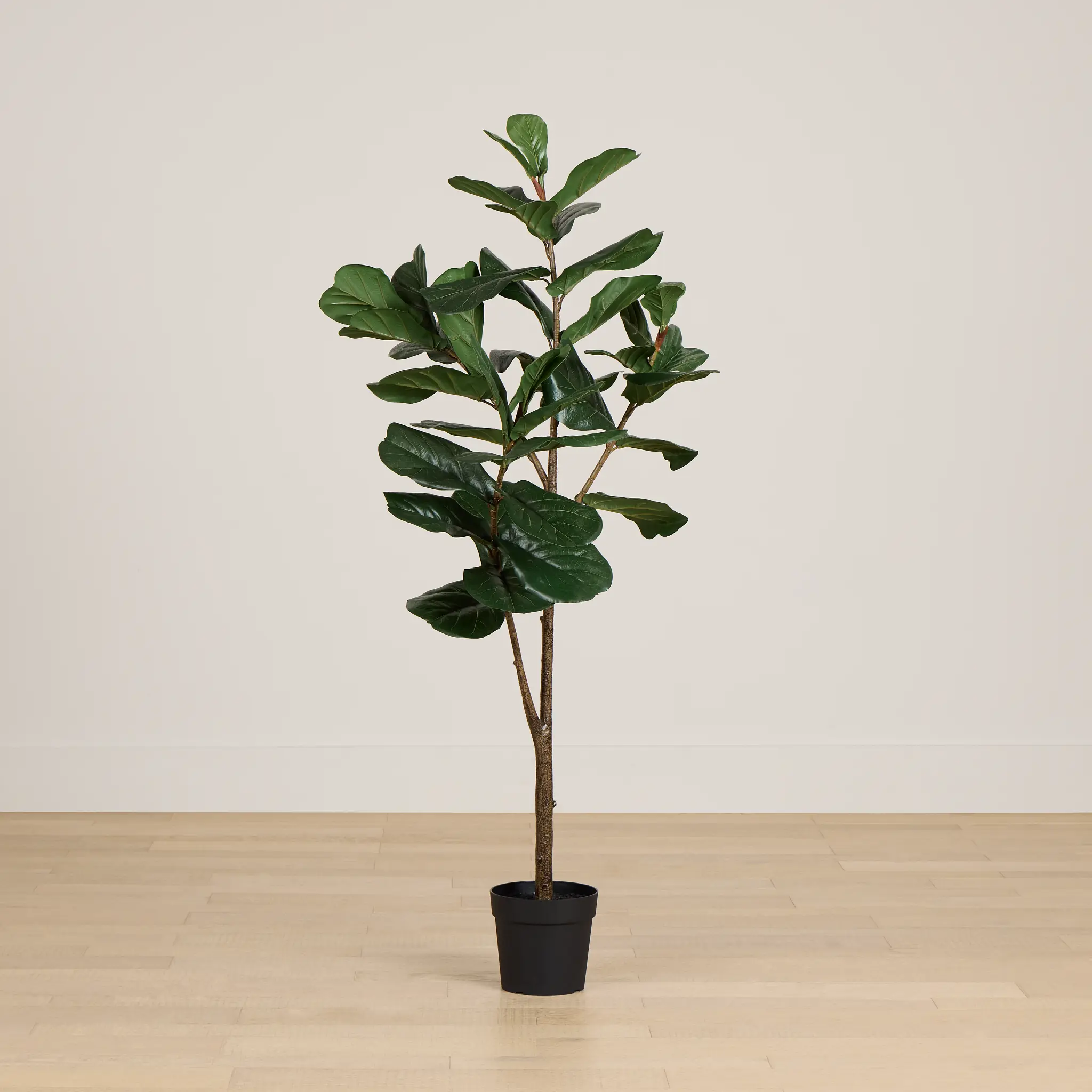 Ficus Lyrata 6' Green Tree Ficus Lyrata 6' Green Tree