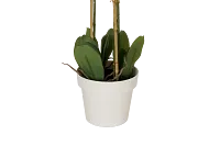 Phalaenopsis 35" Pink Orchid