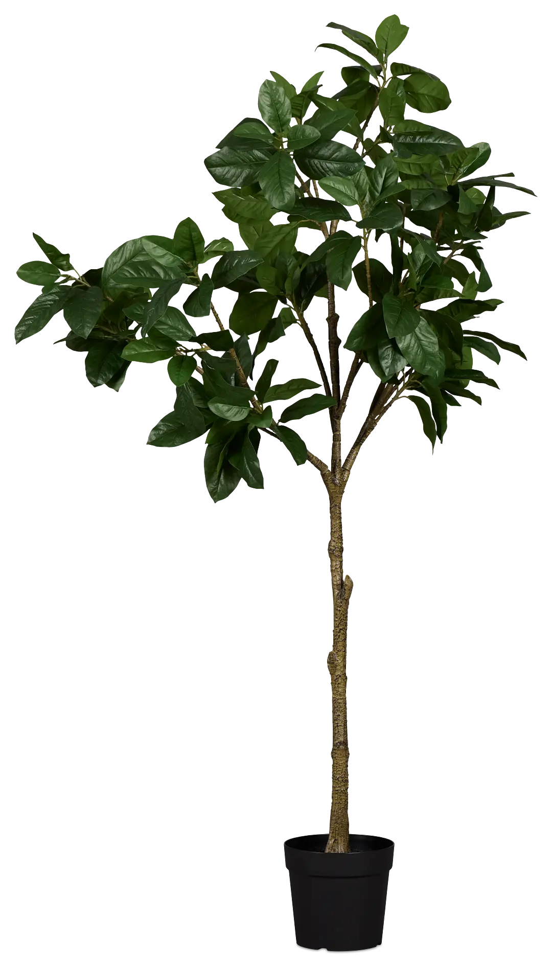 Magnolia 6' Green Tree Magnolia 6' Green Tree