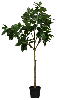 Magnolia 6' Green Tree