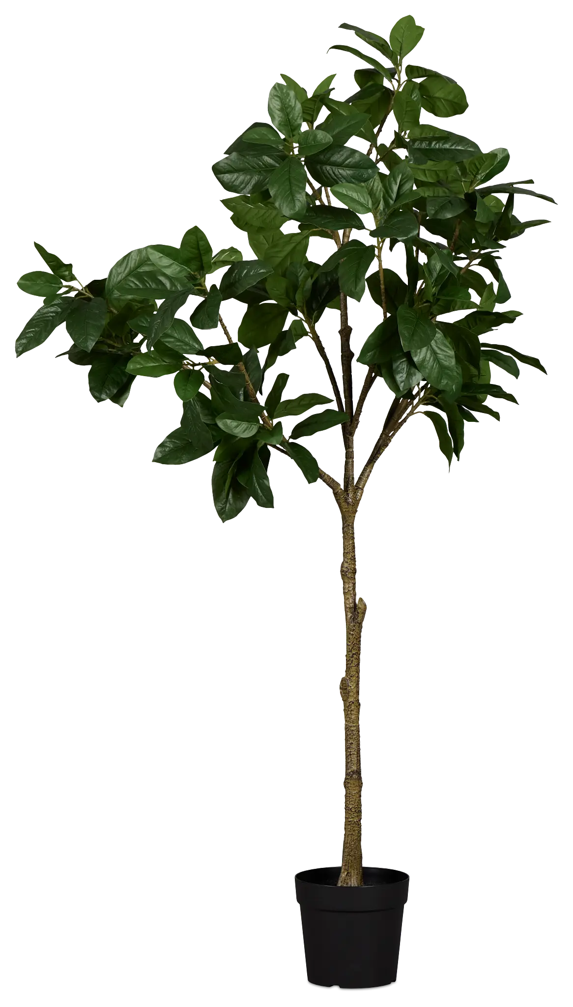 Magnolia 6' Green Tree Magnolia 6' Green Tree