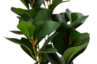 Pepperomia Green 25" Greenery