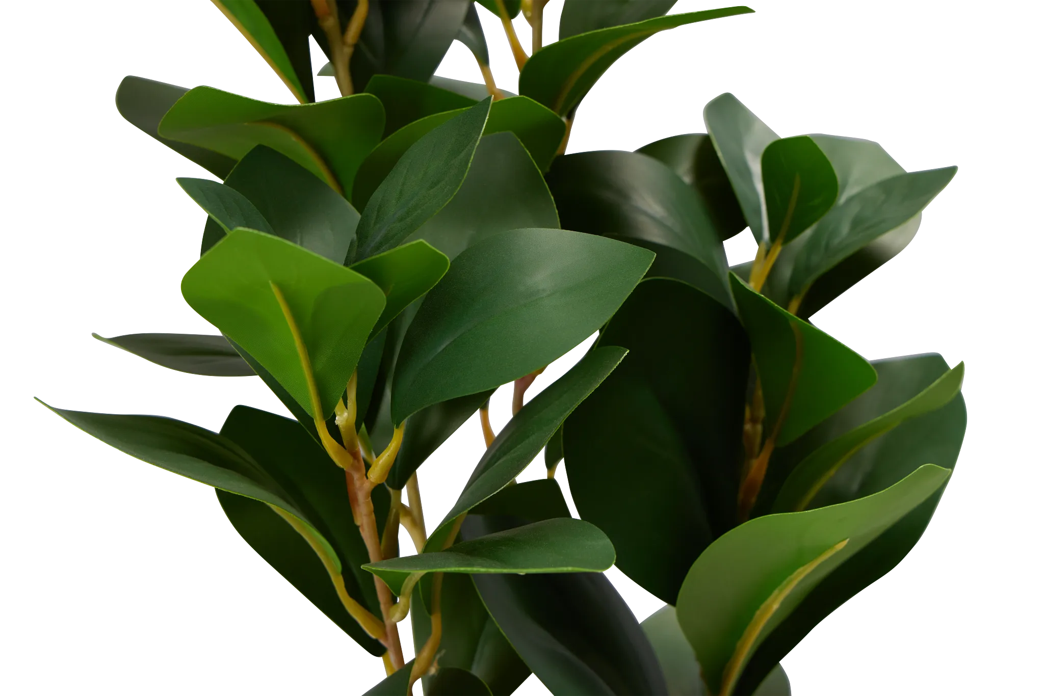 Pepperomia Green 25" Greenery