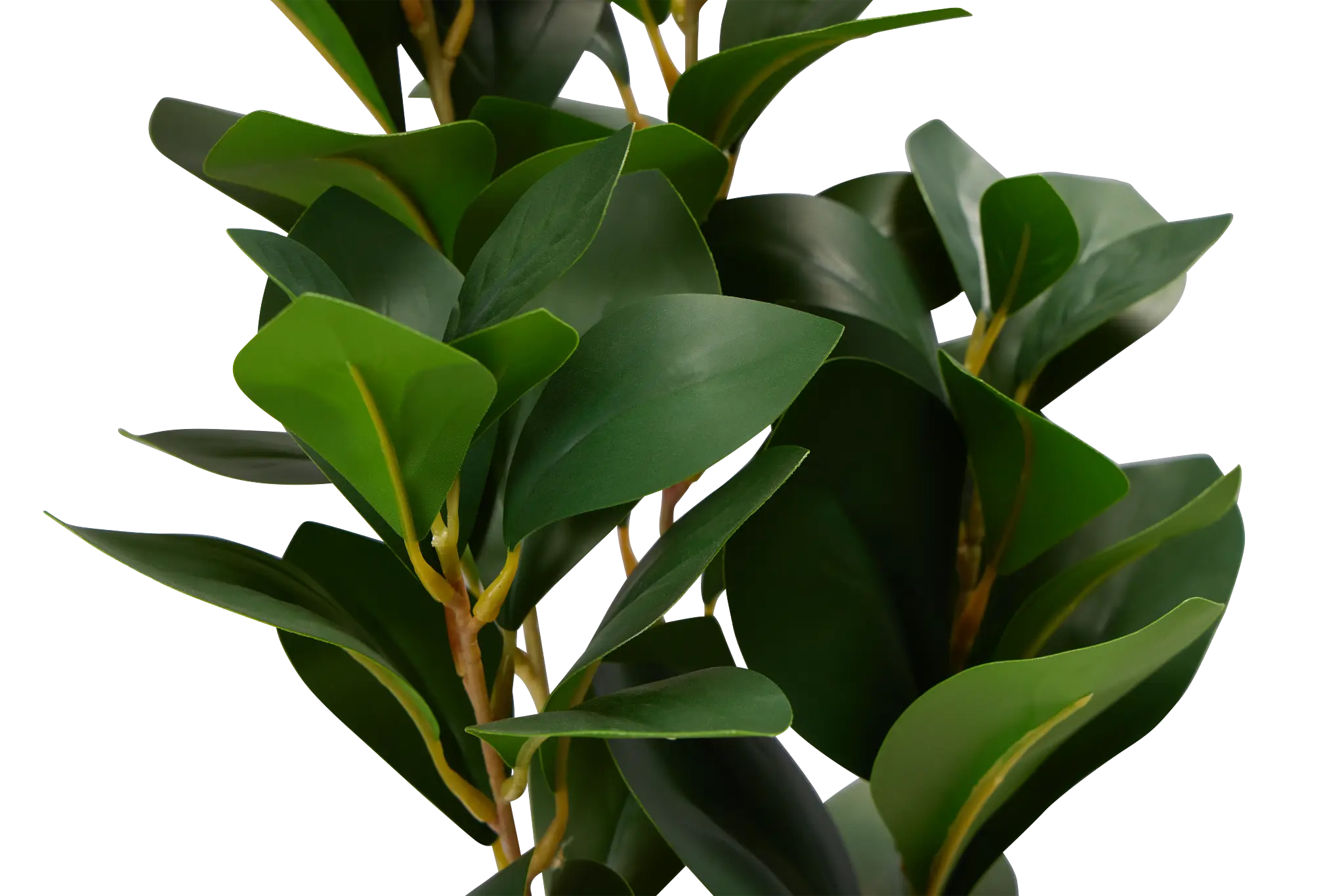 Pepperomia Green 25" Greenery Pepperomia Green 25" Greenery