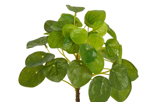 Pilea Greenery