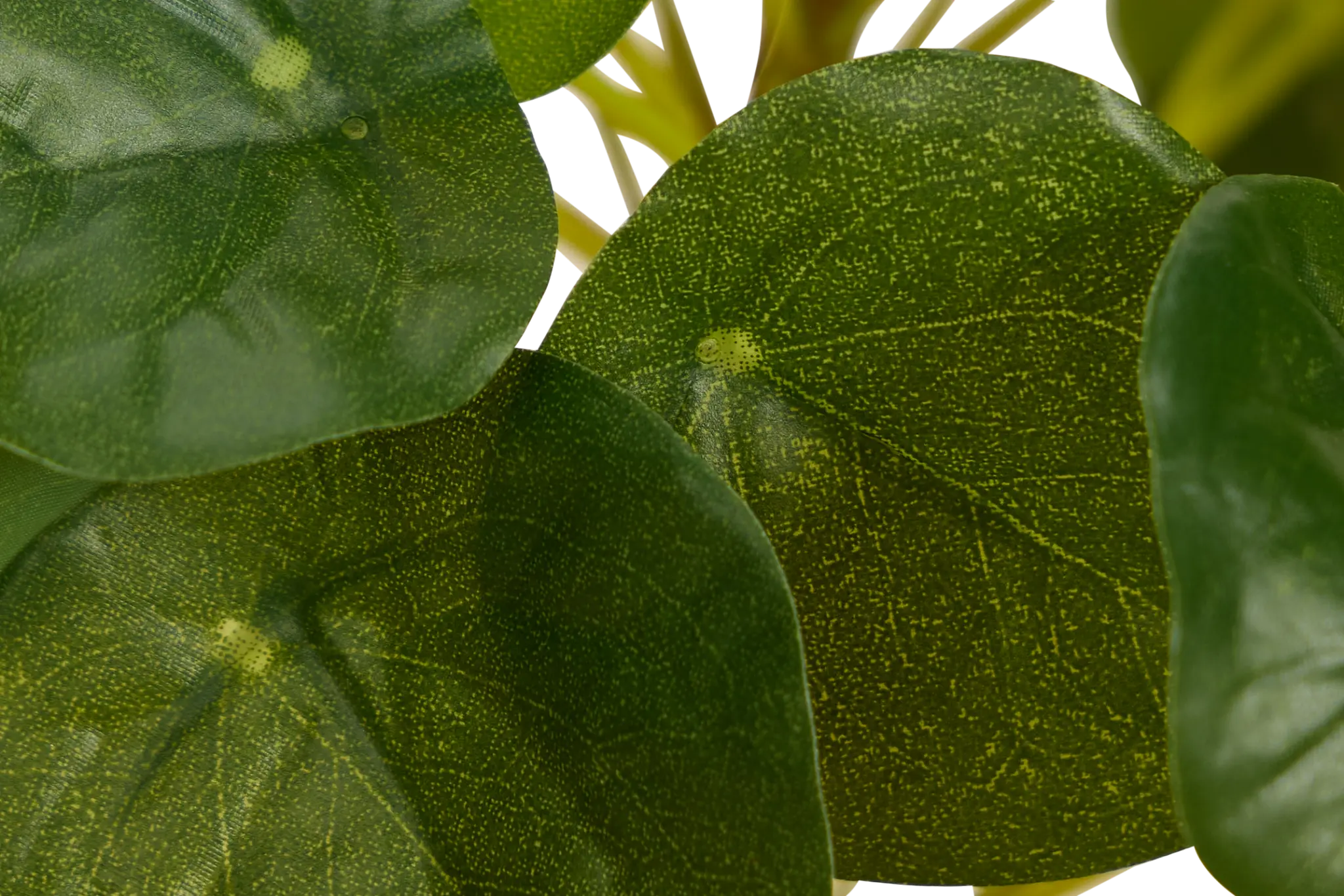 Pilea Greenery Pilea Greenery