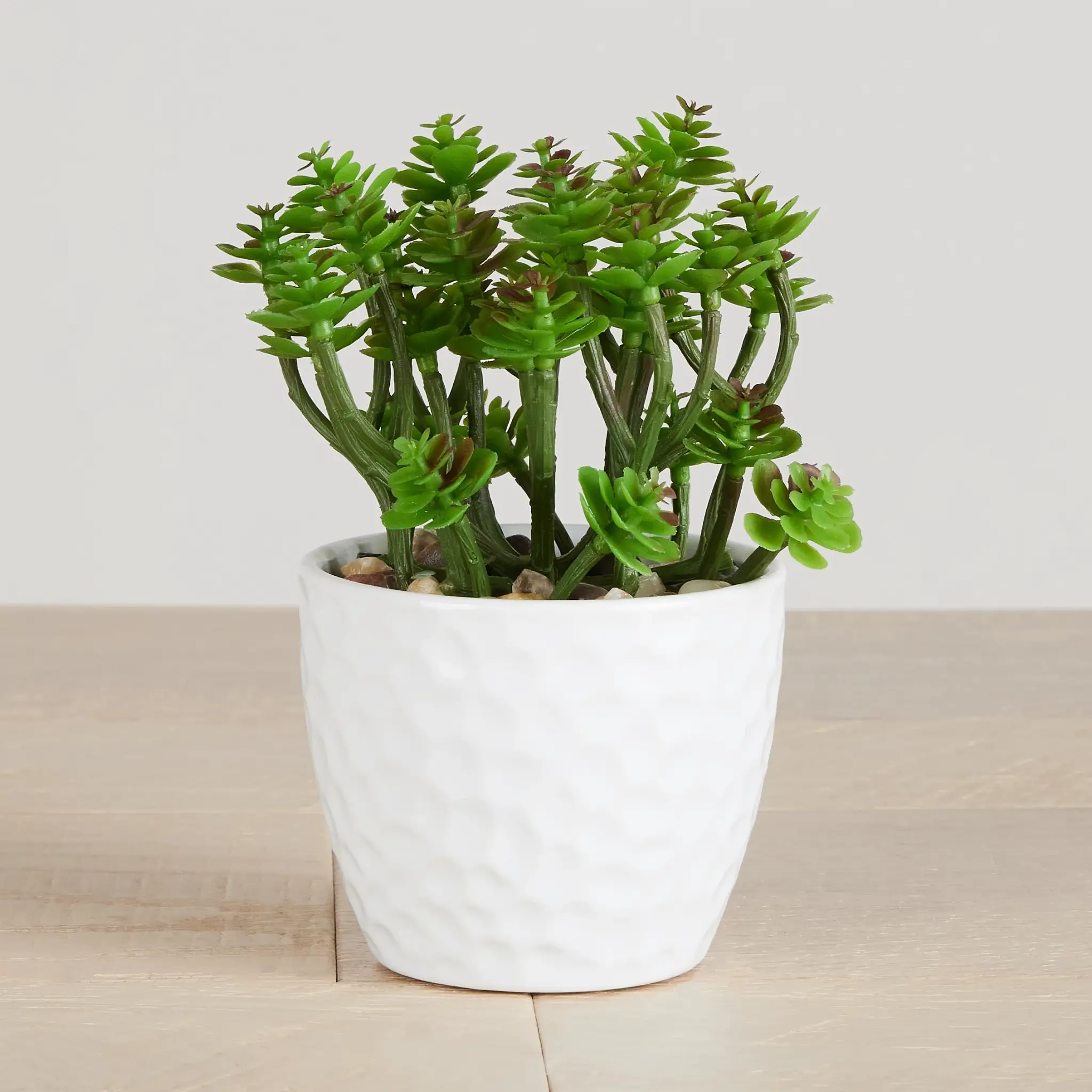 Namib 6" Succulent Namib 6" Succulent