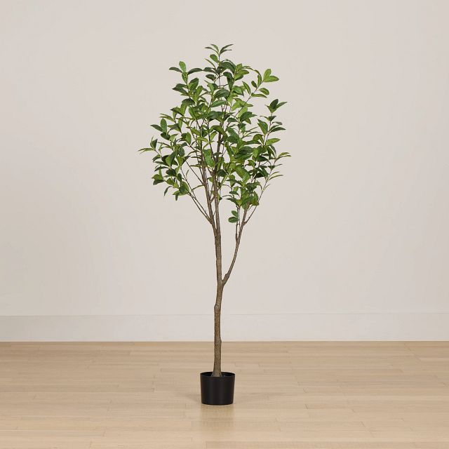 Osmanthus 6' Tree