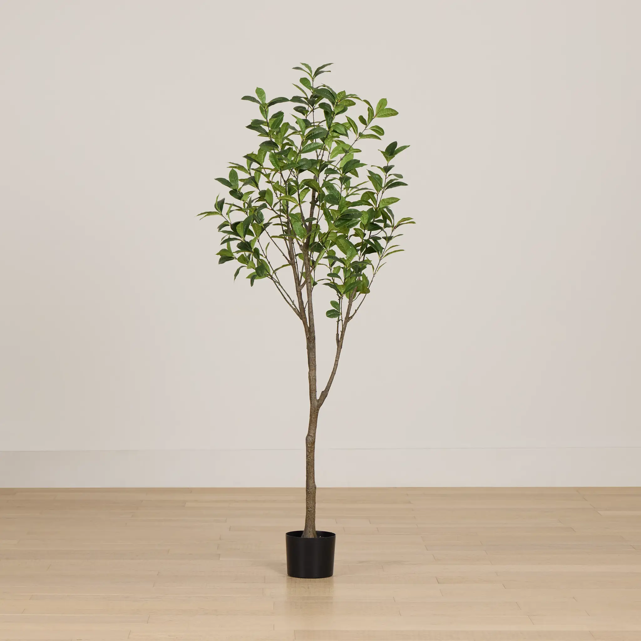 Osmanthus 6' Tree Osmanthus 6' Tree