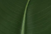 Bird Of Paradise 6' Green Greenery