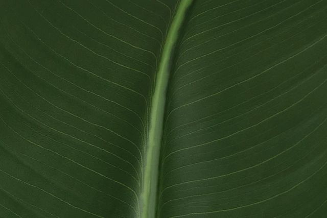 Bird Of Paradise 6' Green Greenery