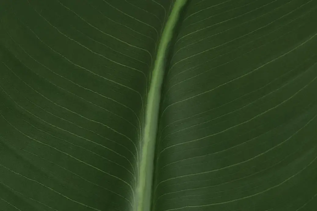 Bird Of Paradise 6' Green Greenery Bird Of Paradise 6' Green Greenery