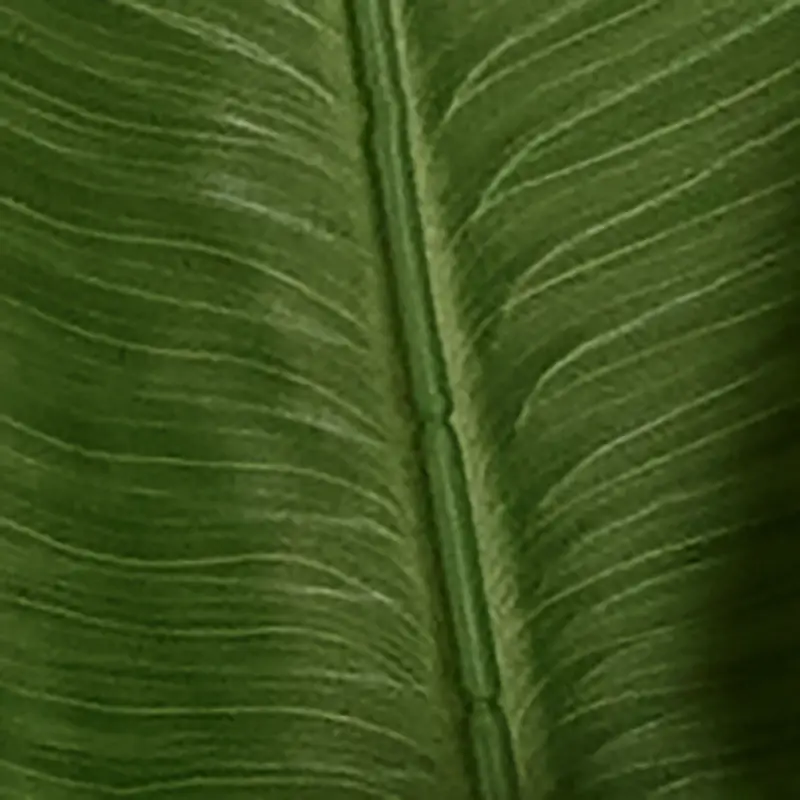 GREEN Birds Of Paradise 62" Palm