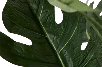 Split Philo 3' Greenery