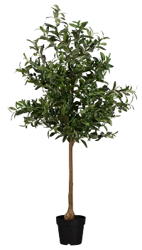 Olive 5" Green Tree