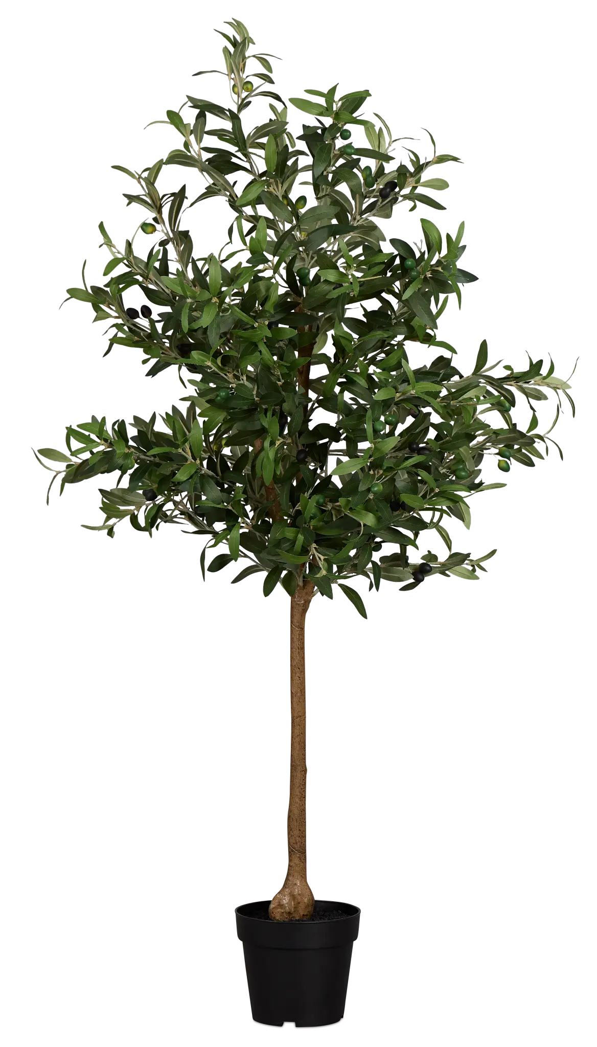 Olive 5" Green Tree Olive 5" Green Tree