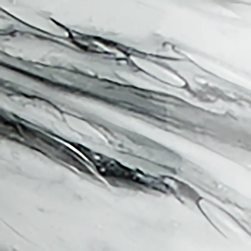 Gray Gray