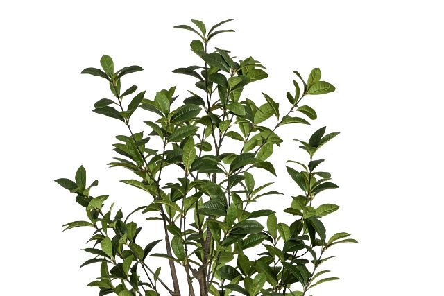 Osmanthus 6' Tree
