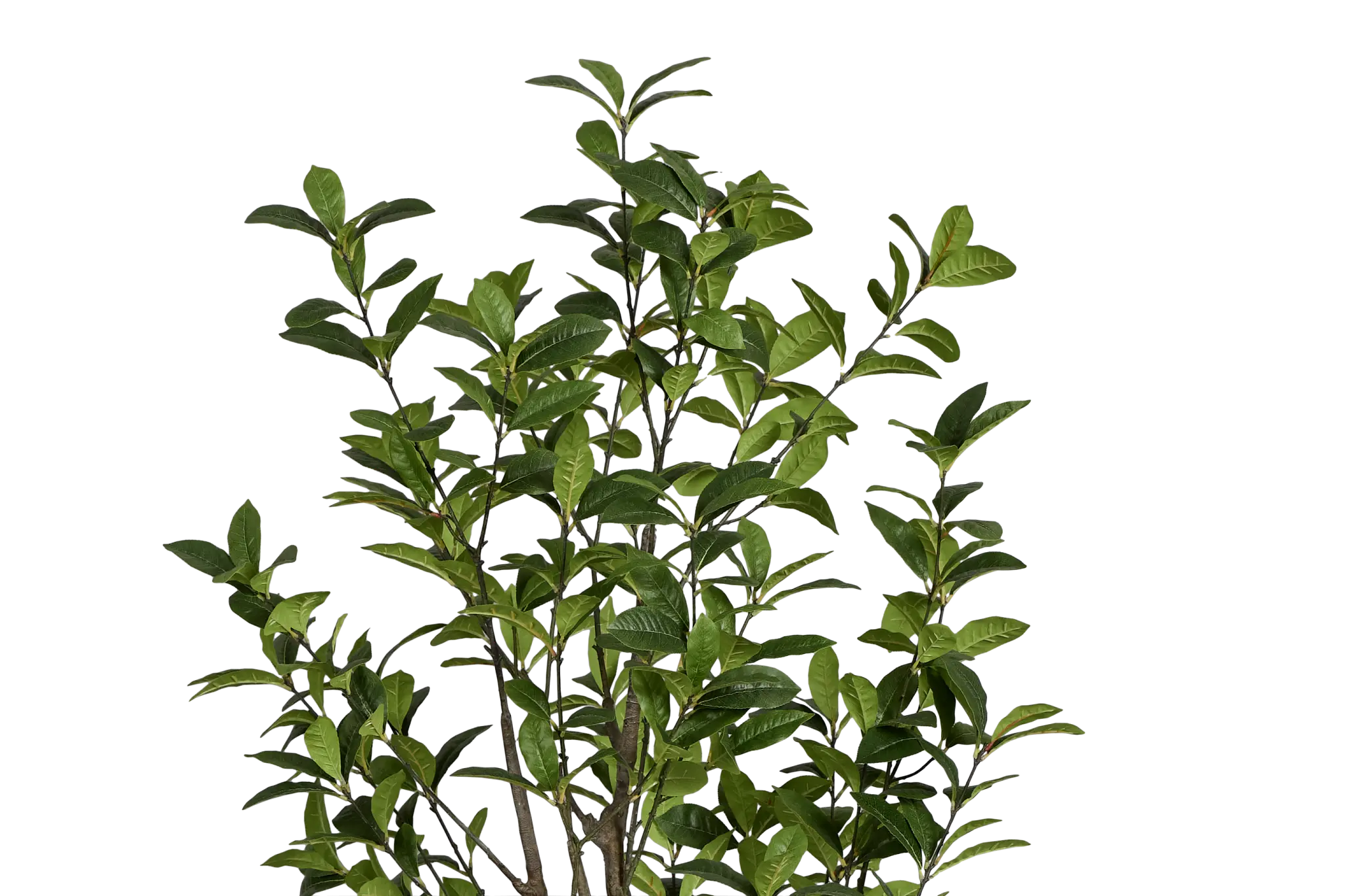 Osmanthus 6' Tree Osmanthus 6' Tree